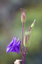 gewoehnliche_akelei_bluetenzauber  claus marius petersen�