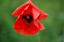 klatschmohn_bluetenzauber  claus marius petersen�17